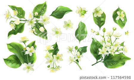 Bright and fresh jasmine flowers and green leaves isolated on white background. Perfect for botanical illustrations. Highly detailed and vibrant watercolor style image for diverse design uses. AI 117564598