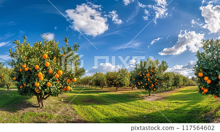 Peaceful orchard scene with rows of orange trees under a beautiful blue sky. Perfect for landscape and nature photography. Ideal for showcasing natural beauty and agricultural scenes. AI. 117564602