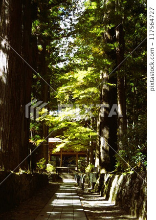 A quiet approach guarded by cedar trees A quiet approach guarded by cedar trees 117564727