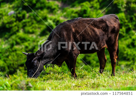 新鮮的綠色農場東黑毛和牛【長崎縣雲仙市】 117564851