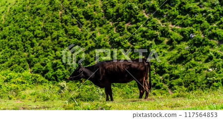 新鮮綠色的農莊東黑毛和牛全景【長崎縣雲仙市】 117564853