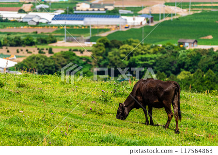 Fresh green pasture village Azuma Black hair Wagyu beef [Unzen City, Nagasaki Prefecture] 117564863