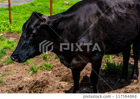 Fresh green pasture village Azuma Black hair Wagyu beef [Unzen City, Nagasaki Prefecture] 117564868