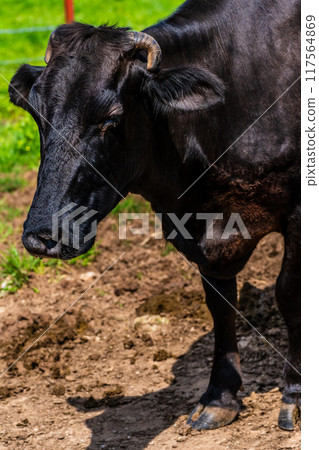 Fresh green pasture village Azuma Black hair Wagyu beef [Unzen City, Nagasaki Prefecture] 117564869