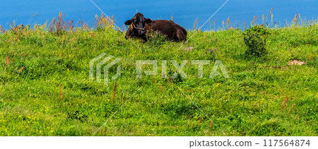 新鮮綠色的農莊東黑毛和牛全景【長崎縣雲仙市】 117564874