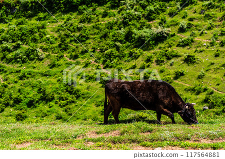 新鮮的綠色農場東黑毛和牛【長崎縣雲仙市】 117564881