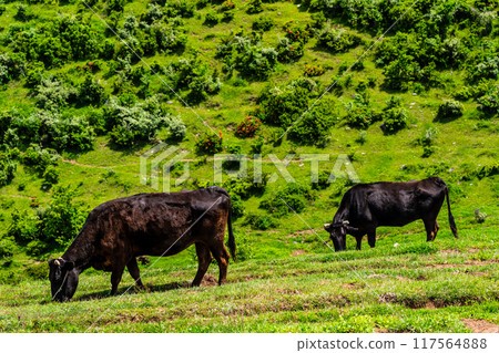 Fresh green pasture village Azuma Black hair Wagyu beef [Unzen City, Nagasaki Prefecture] 117564888