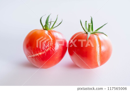 西紅柿被雨凍裂了 西紅柿被雨凍裂了 117565006