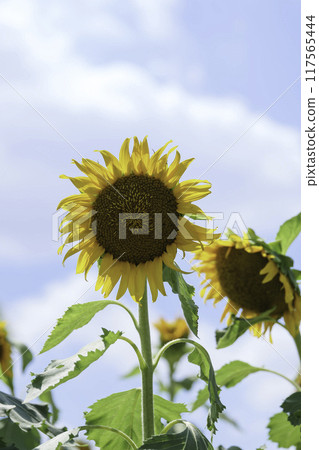 Close-up of a yellow sunflower against a blue sky 117565444