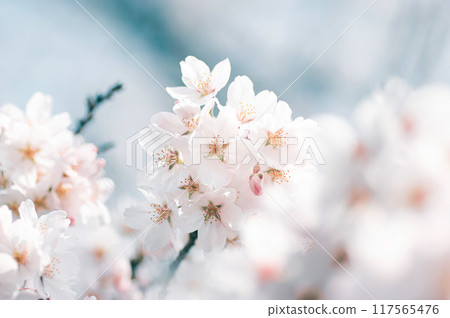櫻花盛開，春天的景色 117565476