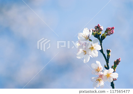 春天的櫻花映襯著藍天 春天的櫻花映襯著藍天 117565477