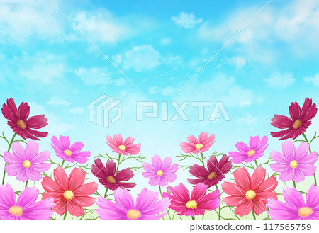 Cosmos field background Autumn scenery Cosmos field background Autumn scenery 117565759