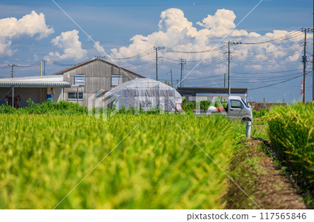 平塚的田園風光：高溫下的農耕 117565846