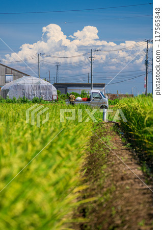 平塚的田園風光:高溫下的農耕 平塚的田園風光:高溫下的農耕 117565848
