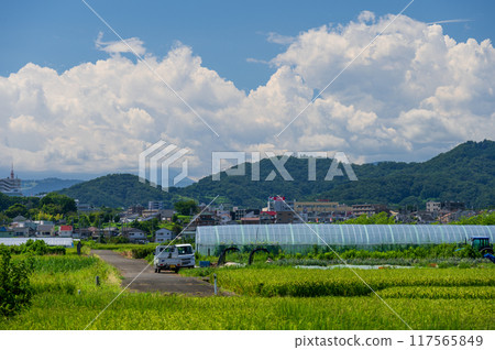 平塚的田園風光：高溫下的農耕 117565849