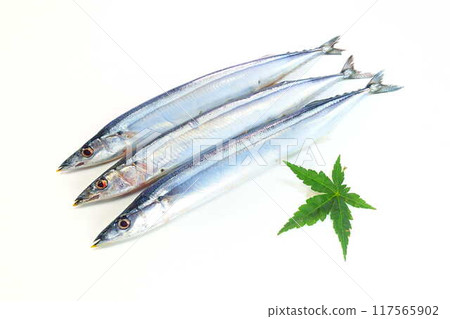 Sanma Sanma Sanma Sanma Sanma Sanma 117565902