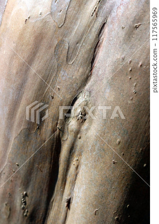 Smooth grey-brown and wrinkled elephant skin-like texture of Crape Myrtle bark Smooth grey-brown and wrinkled elephant skin-like texture of Crape Myrtle bark 117565969