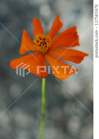 明亮的橙色波斯菊花 明亮的橙色波斯菊花 117565978