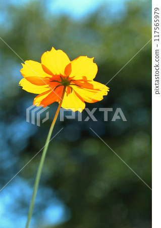 Yellow Kibanakosmos 117565979