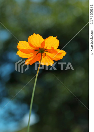 向天空綻放的黃色波斯菊 向天空綻放的黃色波斯菊 117565981
