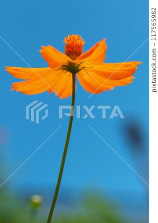 朝著藍天盛開的基巴納波斯菊 朝著藍天盛開的基巴納波斯菊 117565982
