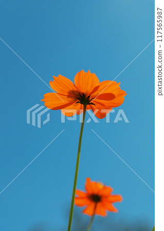 Kibana cosmos blooming towards the blue sky Kibana cosmos blooming towards the blue sky 117565987