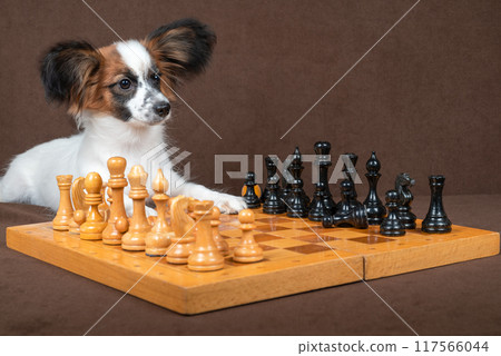 A tricolor puppy dog looking away from the chessboard with a thoughtful expression 117566044
