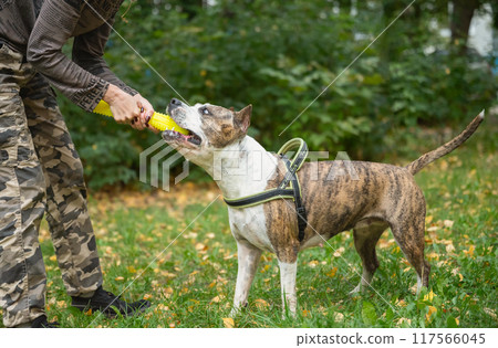 Park Obedience Training for Staffordshire Terrier: Play and Attention 117566045