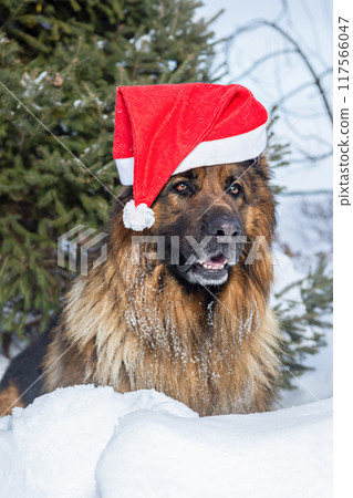 Happy Shepherd Dog Wearing Santa Hat Playing in Snow Under Fir Tree Happy Shepherd Dog Wearing Santa Hat Playing in Snow Under Fir Tree 117566047