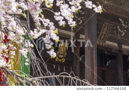 京都八本山櫻花季 利本寺正殿 117566108