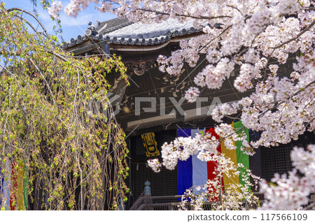 Kyoto Hachimanzan: Cherry Blossom Season, Ritsuhonji Temple, Main Hall Kyoto Hachimanzan: Cherry Blossom Season, Ritsuhonji Temple, Main Hall 117566109