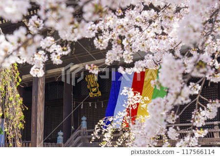 京都八本山櫻花季 利本寺正殿 117566114