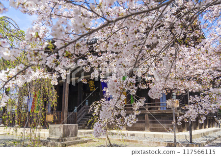 京都八本山櫻花季 利本寺正殿 117566115