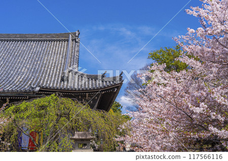 Kyoto Hachimanzan: Cherry Blossom Season, Ritsuhonji Temple, Main Hall 117566116