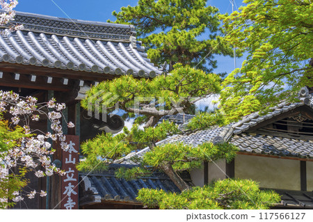 Kyoto Hachimanzan: Cherry Blossom Season: Ritsuhonji Temple Gate Kyoto Hachimanzan: Cherry Blossom Season: Ritsuhonji Temple Gate 117566127