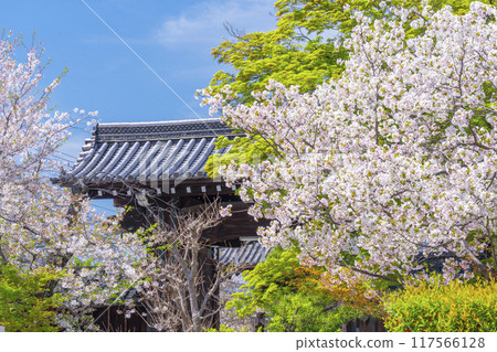 Kyoto Hachimanzan: Cherry Blossom Season: Ritsuhonji Temple Gate 117566128