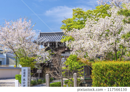 Kyoto Hachimanzan: Cherry Blossom Season: Ritsuhonji Temple Gate 117566130