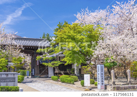 Kyoto Hachimanzan: Cherry Blossom Season: Ritsuhonji Temple Gate 117566131