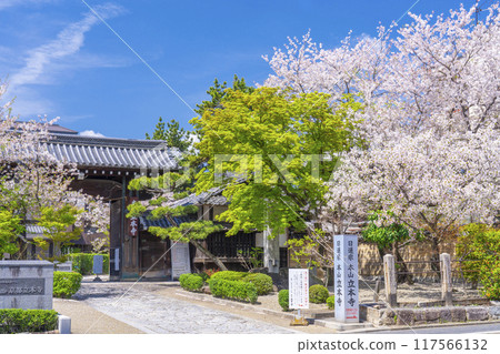 京都八本山，櫻花季節，龍本寺門 117566132