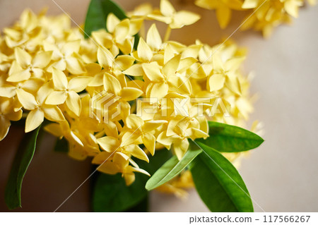 Close up yellow spike flower 117566267