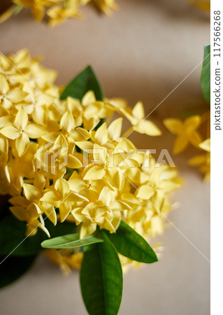 Close up yellow spike flower 117566268