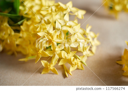 Close up yellow spike flower 117566274