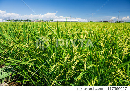 平塚的稻米、藍天和稻米、稻米種植 平塚的稻米、藍天和稻米、稻米種植 117566627