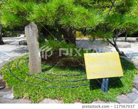 瓦西拉隆功皇太子之手植松高德院F（神奈川縣鎌倉市） 117567037