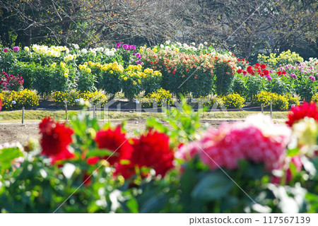 Nabana no Sato Dahlia Festival 117567139