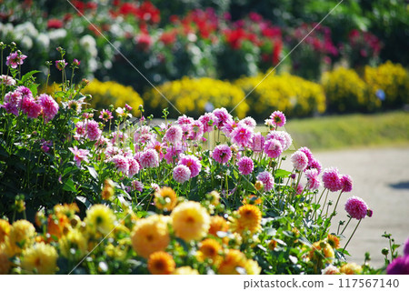 Nabana no Sato Dahlia Festival 117567140