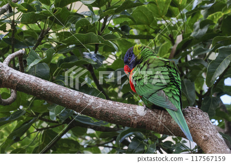 一隻色彩鮮豔的澳洲鸚鵡棲息在樹枝上，環顧四周。 117567159