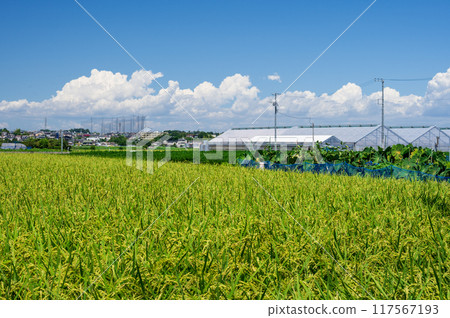 平塚市片岡的鄉村景觀 平塚市片岡的鄉村景觀 117567193