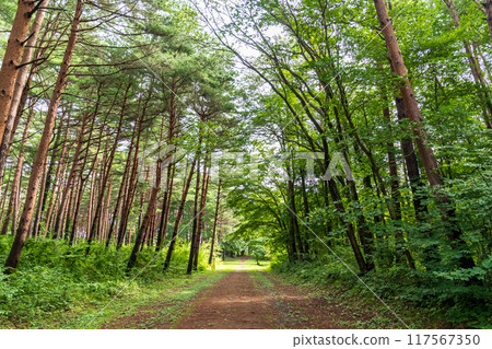 "Iwate Prefecture" Promenade leading to the Unosu Cliff Observatory, Tanohata Village "Iwate Prefecture" Promenade leading to the Unosu Cliff Observatory, Tanohata Village 117567350