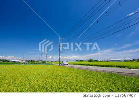 美麗的鄉村風景，電線穿過，藍天和稻田 117567407